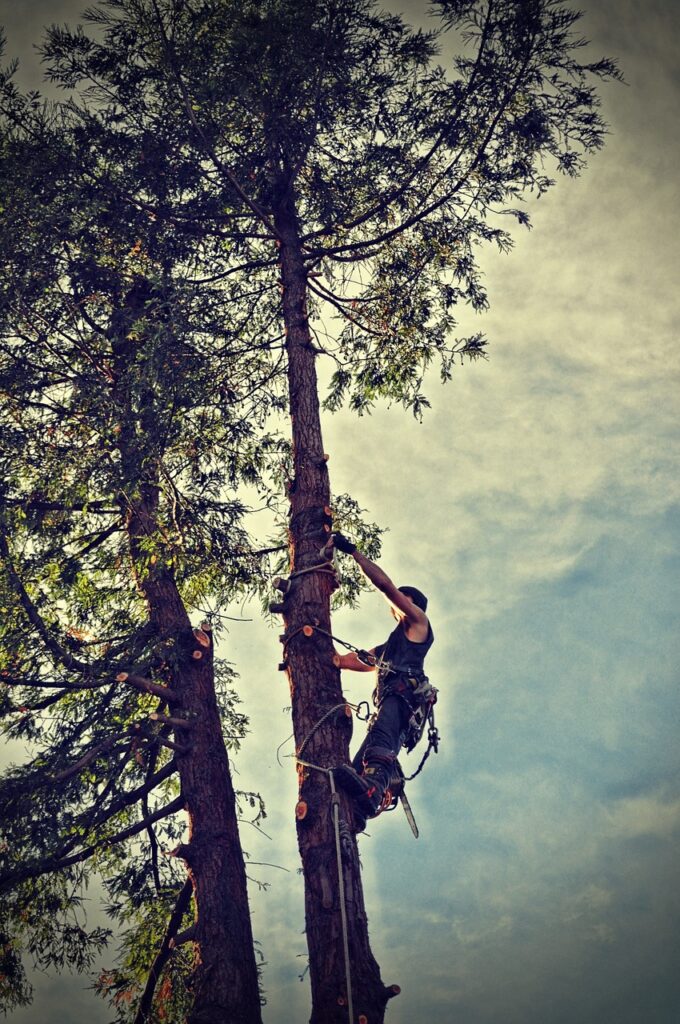 Tree removal mornington peninsula, chainsaw