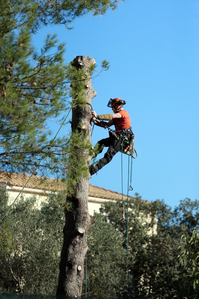 Tree removal mornington peninsula - Tree Trimming u0026 Pruning -pework, tree trimming, chopped off