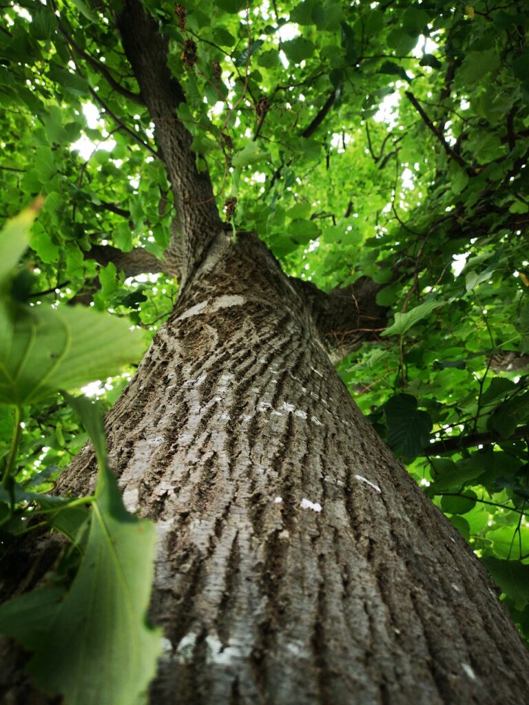 Mornington Peninsula Tree Removal