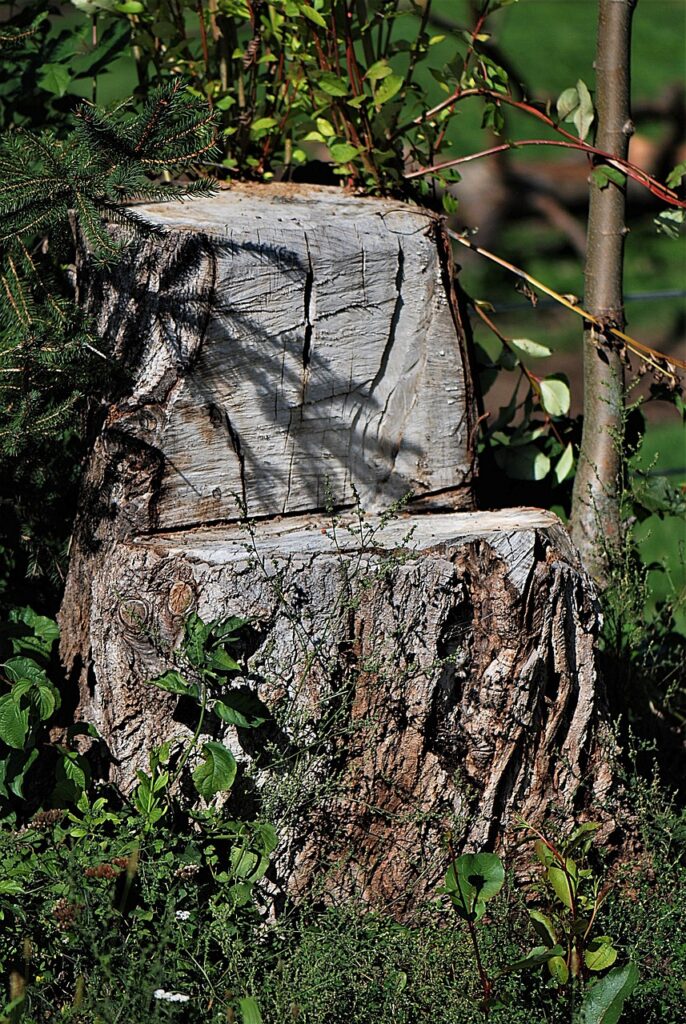 tree stump removal mornington peninsula -, seat, nature