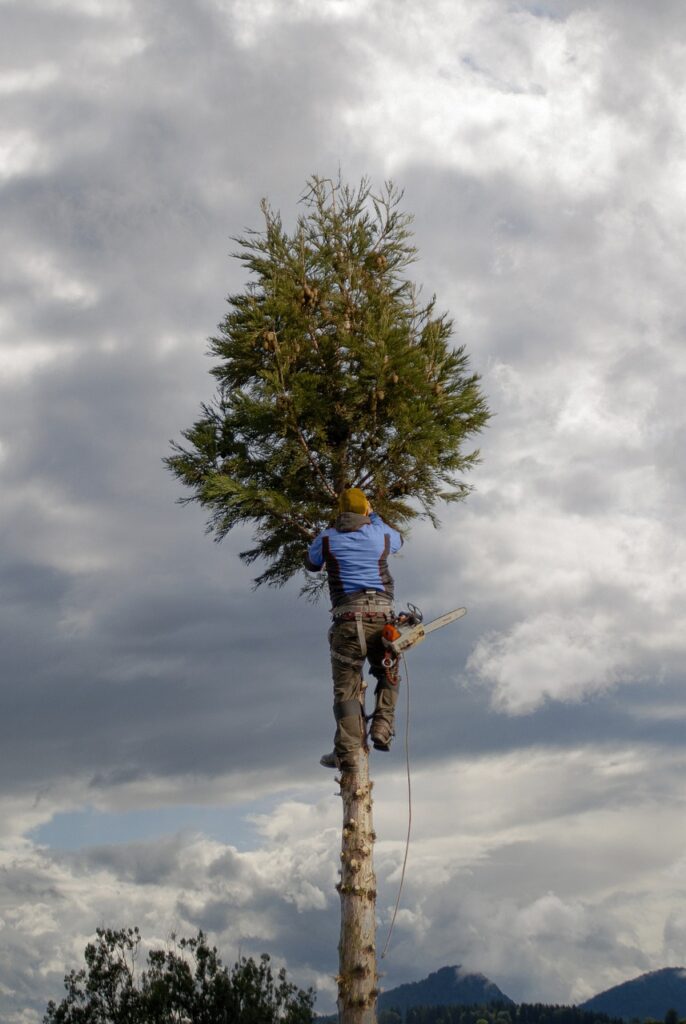 arborist services mornington peninsula