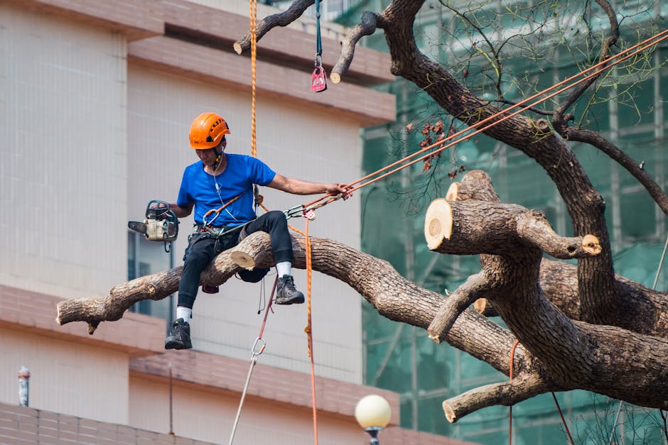 tree removal mornington peninsula